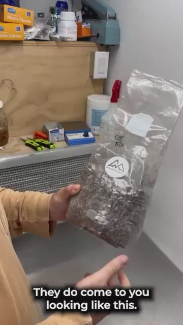 All in One Mushroom Grow Bag for Multiple Flushes