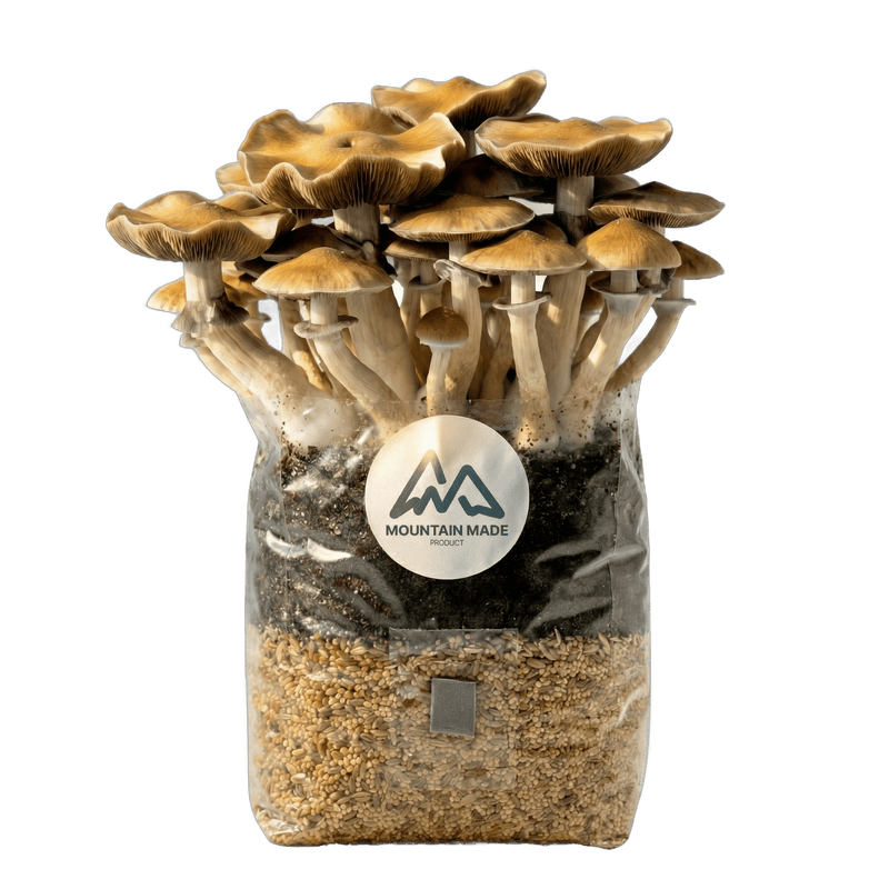 All-in-One bag with full mushroom flush
