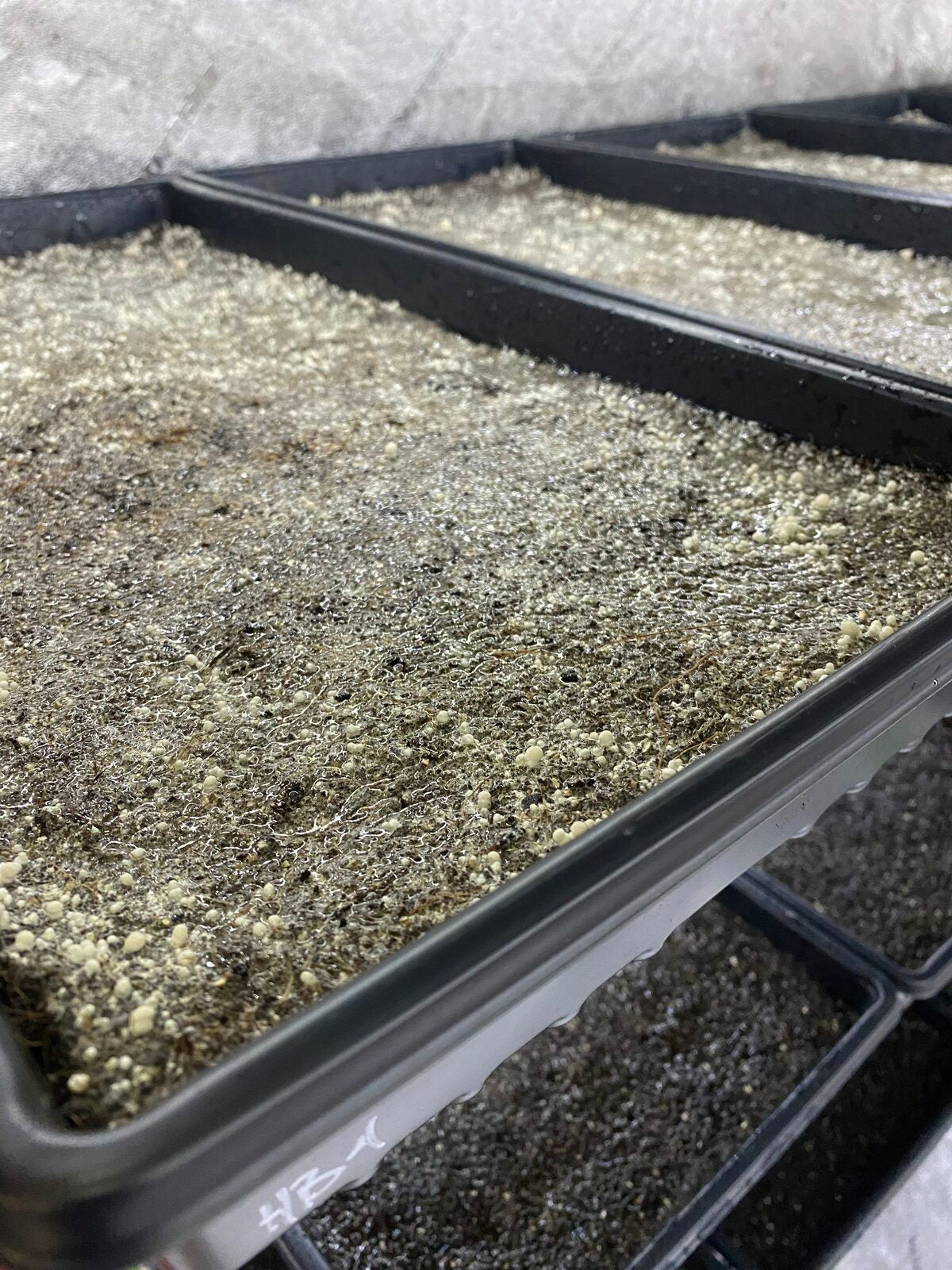 Substrate colonizing on the racks.