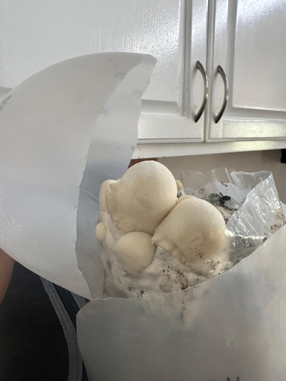A full flush from a bag set in a plain water jug — proof of how little the grow actually needs.